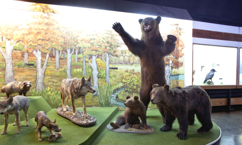 Muzeum Bieszczadzkiego Parku Narodowego